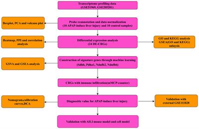 Identification and validation of cuproptosis-related genes in acetaminophen-induced liver injury using bioinformatics analysis and machine learning